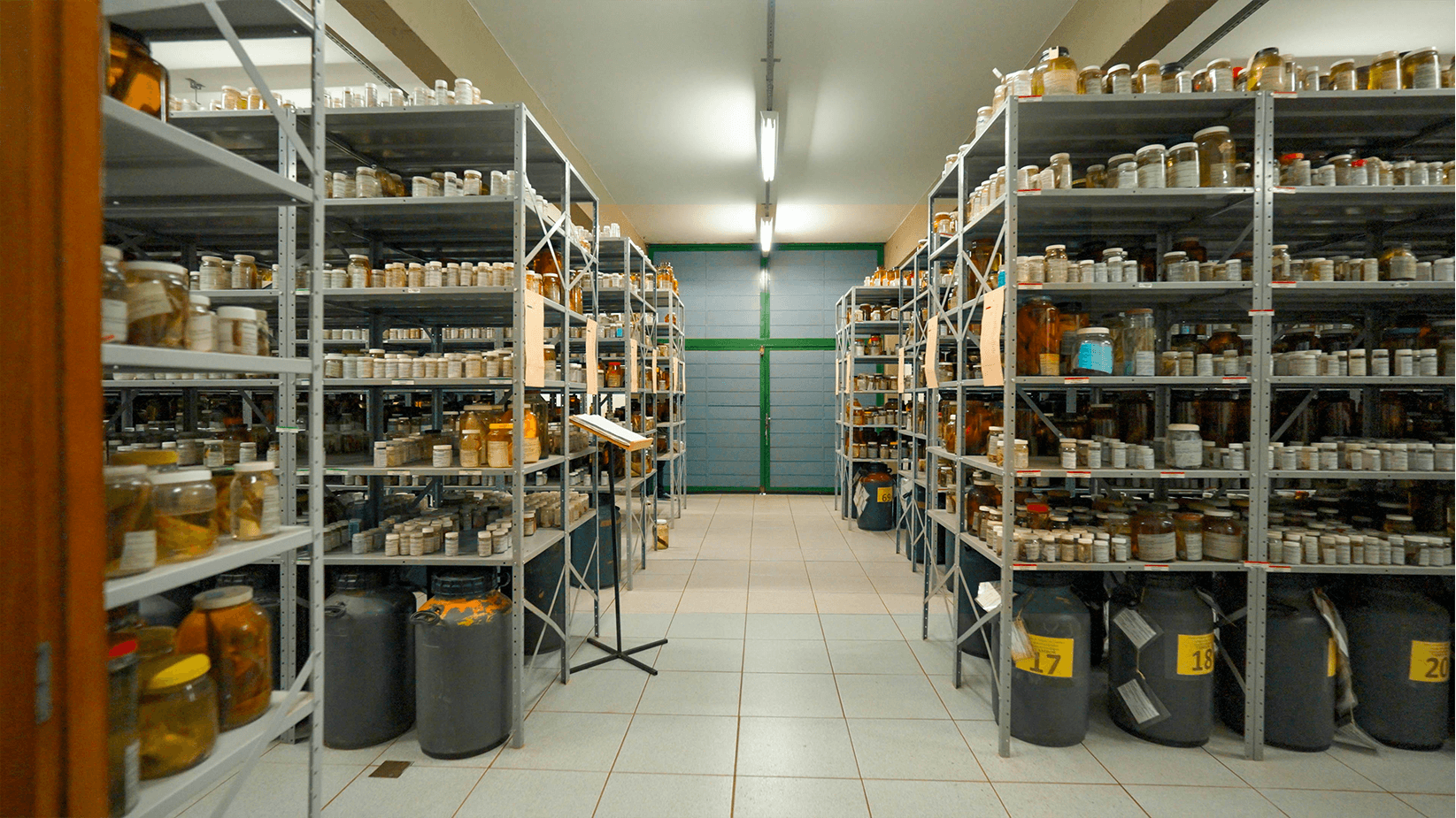 Coleção-Ictiológica-pea_0001_Coleção-Ictiológica-3